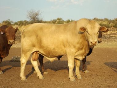 Lot 15 AVR 14 41 - 